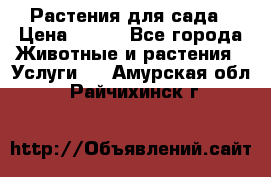 Растения для сада › Цена ­ 200 - Все города Животные и растения » Услуги   . Амурская обл.,Райчихинск г.